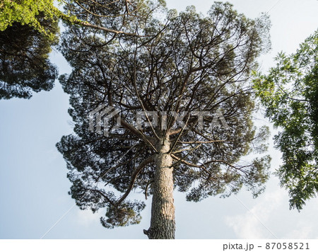 Tall tree with a large crown. Park Arboretum. 87058521