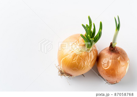 芽が出た玉ねぎ 芽が出た玉ねぎ 87058768