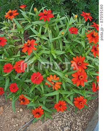 赤い百日草 87059160