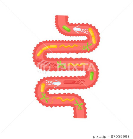 Human internal organ. Gastrointestinal digestive tract with microorganisms, bacteria, lactobacilli. Small intestine, guts anatomy. Colon, bowel. Anatomy, medicine concept 87059993