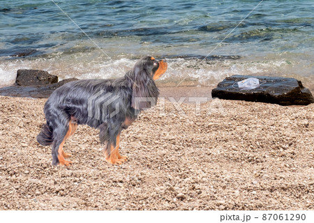 Cavalier Charles Spaniel stands on the seashore next to a stone on which a protective mask lies Cavalier Charles Spaniel stands on the seashore next to a stone on which a protective mask lies 87061290