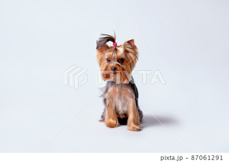 Charming Yorkshire terrier with a ponytail of hair on his head sits on a light background Charming Yorkshire terrier with a ponytail of hair on his head sits on a light background 87061291