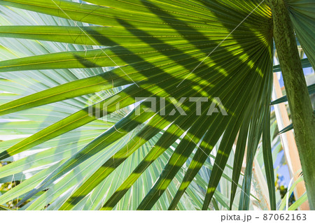 Green palm leaves with shadow pattern, close-up 87062163