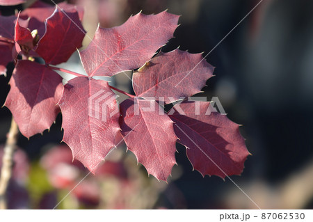 Oregon grape 87062530