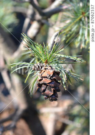 Japanise White Pine Negishi 87062537