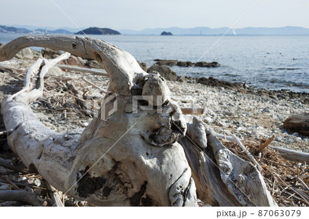 流木 流木 87063079