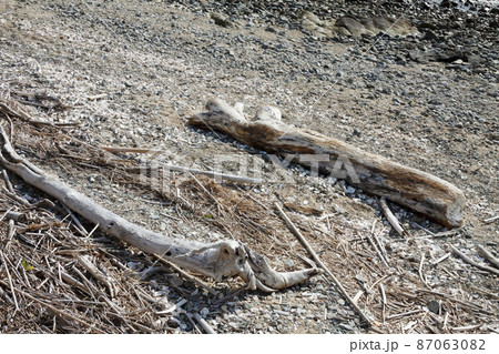 流木アップ 87063082