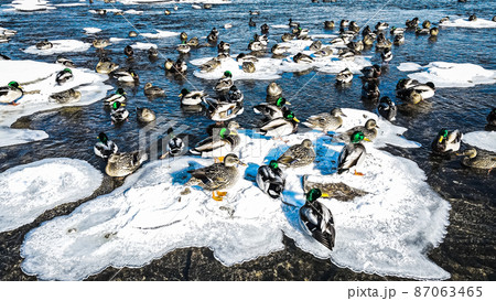 Ducks out on icy river Ducks out on icy river 87063465
