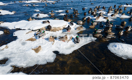 Ducks out on icy river  87063470