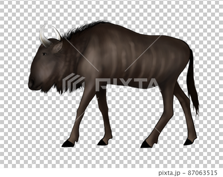 Full body illustration of walking wildebeest Full body illustration of walking wildebeest 87063515