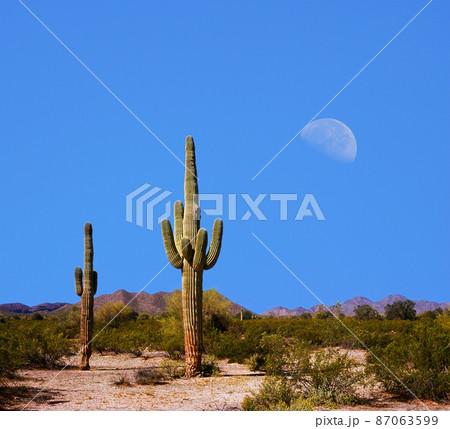 Sonora Desert Moon 87063599