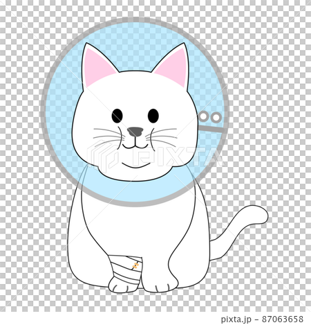 White cat with Elizabethan collar, fat cat 87063658