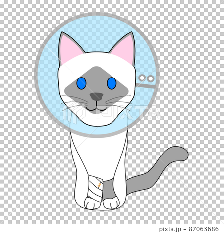 Sick Birman cat with an Elizabethan collar Sick Birman cat with an Elizabethan collar 87063686