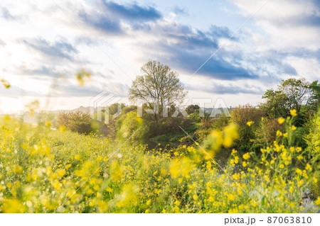 春「埼玉県」自然豊かな見沼田んぼの春 87063810