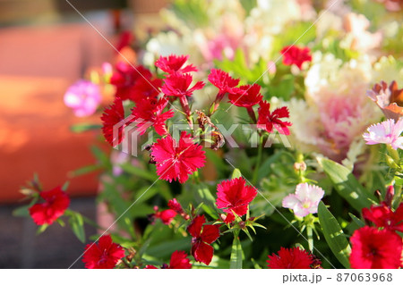 ダイアンサスの花 87063968