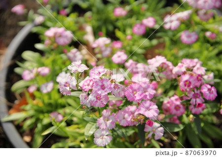 ダイアンサスの花 87063970