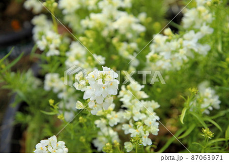 リナリアの花 87063971