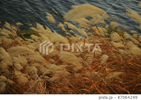 ススキ トゥクソム 清潭大橋 87064299