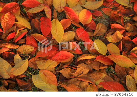 ススキ トゥクソム 清潭大橋 87064310