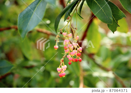 可愛い花 87064371