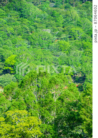 赤城山　白樺牧場　白樺の森　初夏の早朝風景　　　 87064602