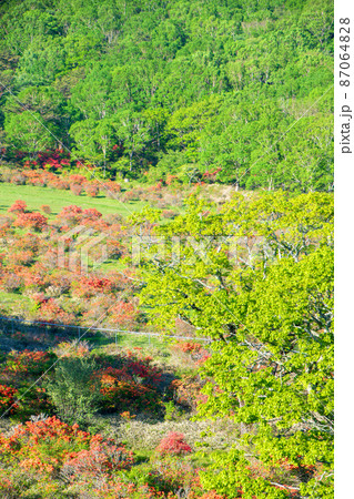 赤城山　白樺牧場　レンゲツツジ　テラスからの眺め　初夏の早朝風景　　　 87064828
