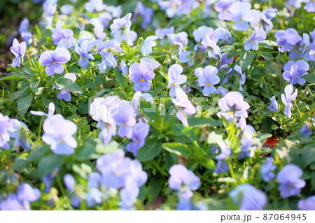 ビオラの花 ビオラの花 87064945