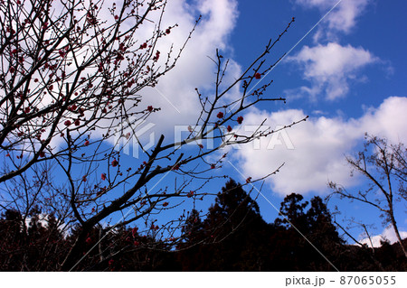 青梅市梅郷にある「梅の公園」に咲いた紅梅 青梅市梅郷にある「梅の公園」に咲いた紅梅 87065055