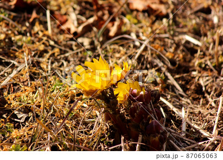 開花し始めた青梅市にある「梅の公園」の福寿草（8） 87065063