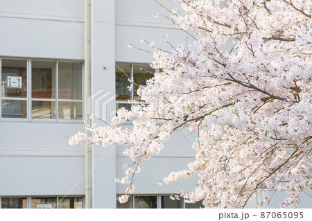 桜と校舎 87065095
