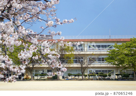 桜と校舎 87065246
