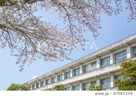 桜と校舎 87065249