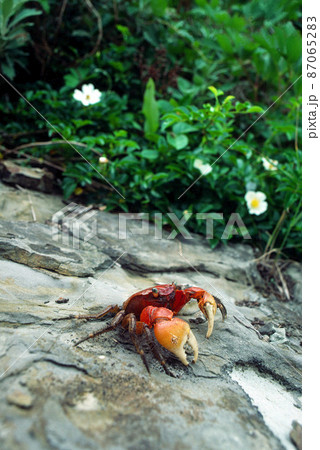 ベンケイガニ　海辺のカニ 87065283