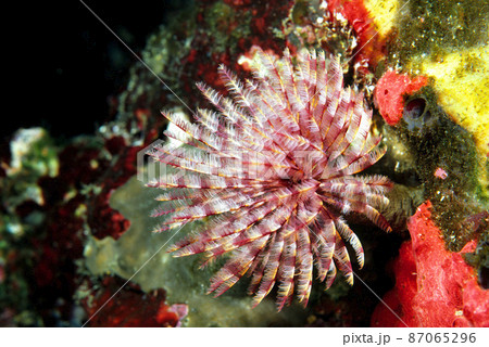 ケヤリムシ ケヤリムシ 87065296