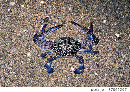 タイワンガザミ タイワンガザミ 87065297