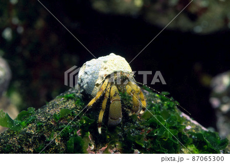 ヤドカリ　ホンヤドカリ 87065300