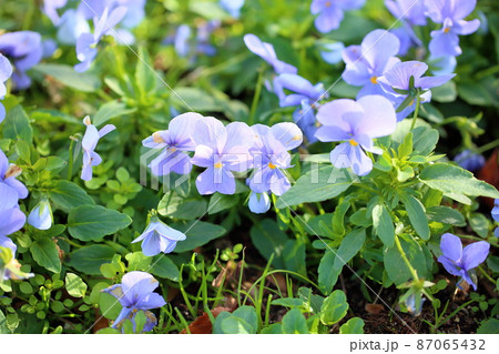 ビオラの花 ビオラの花 87065432