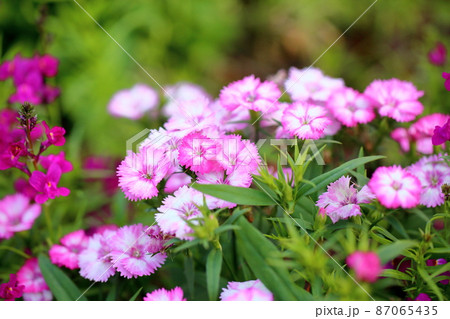 ダイアンサスの花 87065435