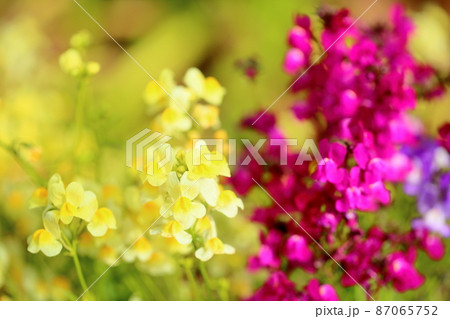 リナリアの花の写真素材