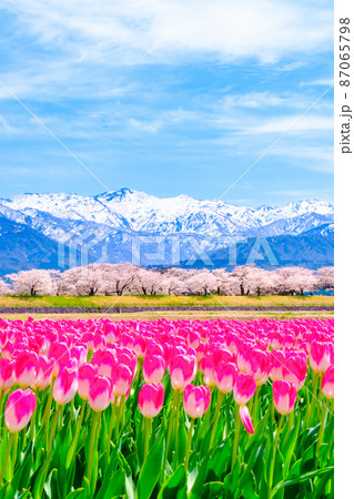 あさひ舟川（春） 87065798