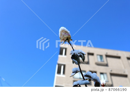 雪が積もった植物　パウダースノー 87066190