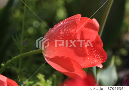 チューリップ チューリップ 87066364