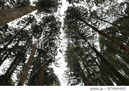 御岩山神社から見上げた木々 御岩山神社から見上げた木々 87066463