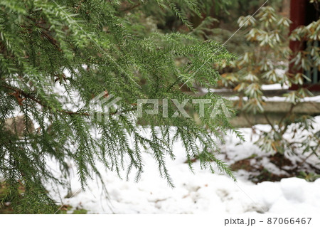 御岩山神社境内 御岩山神社境内 87066467