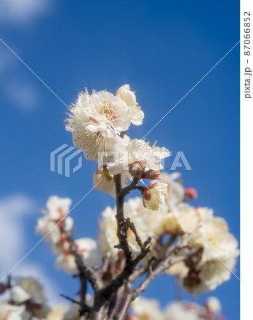 梅の花 梅の花 87066852