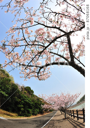 初立池公園の桜 初立池公園の桜 87068168