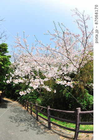 初立池公園の桜 87068170
