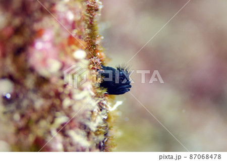 トウシマコケギンポ(黒)沖縄.1 トウシマコケギンポ(黒)沖縄.1 87068478