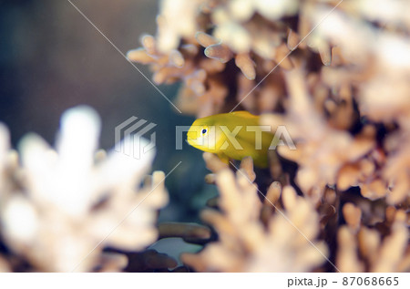 キイロサンゴハゼ　沖縄・渡嘉敷島 87068665