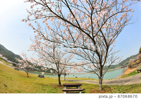 初立池公園の桜 87068670